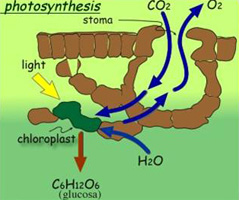 Photosynthethis