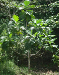 Artocarpus Altilis